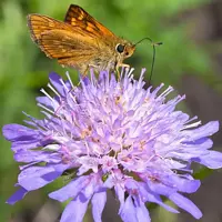 Knautia arvensis (Beemdkroon) - afbeelding 2