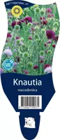 Knautia macedonica (Beemdkroon) - afbeelding 1