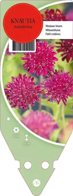 Knautia Macedonica (Beemdkroon) - afbeelding 1