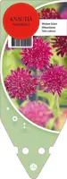 Knautia Macedonica (Beemdkroon) - afbeelding 1