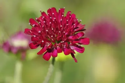 Knautia macedonica (Beemdkroon) - afbeelding 2