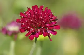 Knautia macedonica (Beemdkroon) - afbeelding 2