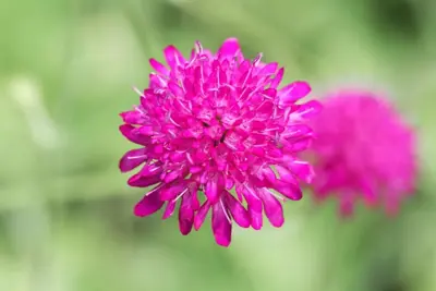 Knautia macedonica (Beemdkroon) - afbeelding 3