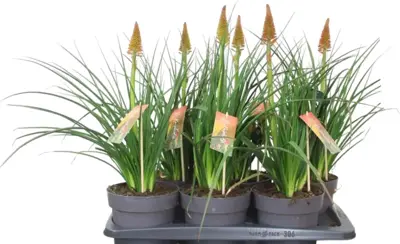 Kniphofia pyromania 'Backdraft' (Vuurpijl) 55cm - afbeelding 1