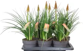 Kniphofia pyromania 'Backdraft' (Vuurpijl) 55cm - afbeelding 1