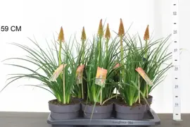Kniphofia pyromania 'Backdraft' (Vuurpijl) 55cm - afbeelding 2