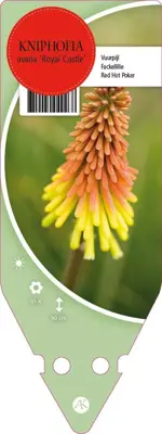 Kniphofia Uvaria Royal Castle (Vuurpijl) - afbeelding 1