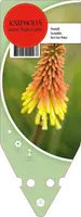 Kniphofia Uvaria Royal Castle (Vuurpijl) - afbeelding 1