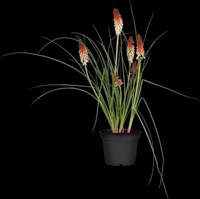Kniphofia uvaria (Vuurpijl) - afbeelding 4