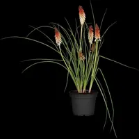 Kniphofia uvaria (Vuurpijl) - afbeelding 4