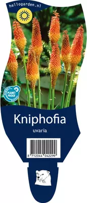 Kniphofia uvaria (Vuurpijl) - afbeelding 1