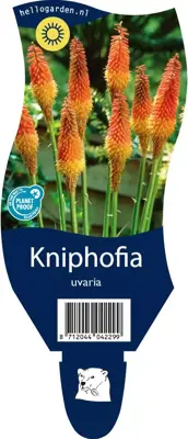 Kniphofia uvaria (Vuurpijl) - afbeelding 1