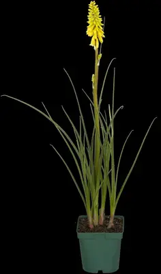 Kniphofia uvaria (Vuurpijl) - afbeelding 7