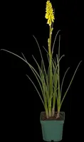 Kniphofia uvaria (Vuurpijl) - afbeelding 7