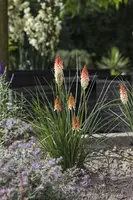 Kniphofia uvaria (Vuurpijl) - afbeelding 2