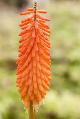 Kniphofia uvaria (Vuurpijl) - afbeelding 3