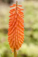 Kniphofia uvaria (Vuurpijl) - afbeelding 3