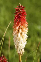 Kniphofia uvaria (Vuurpijl) - afbeelding 5