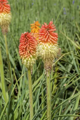 Kniphofia uvaria (Vuurpijl) - afbeelding 6