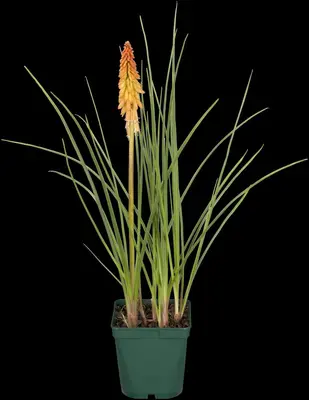 Kniphofia uvaria (Vuurpijl) - afbeelding 8