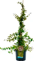 Kolkwitzia amabilis (Koninginnestruik) 80cm - afbeelding 1