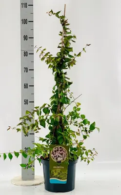 Kolkwitzia amabilis (Koninginnestruik) 80cm - afbeelding 3