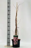 Kolkwitzia amabilis (Koninginnestruik) 80cm - afbeelding 2