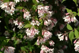 Kolkwitzia amabilis 'Pink Cloud' (Kolkwitzia 'Pink Cloud') - afbeelding 2