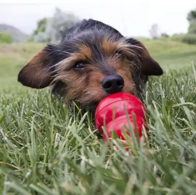 Kong hond Easy Treat spuitbus, peanutbutter pasta. - afbeelding 4