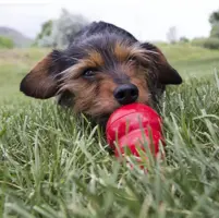 Kong hond Easy Treat spuitbus, peanutbutter pasta. - afbeelding 4