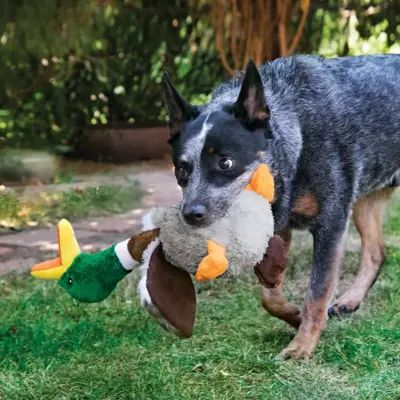 Kong hond Shakers Honkers eend, small. - afbeelding 4