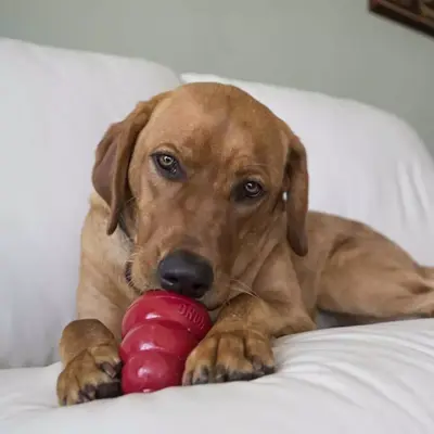 Kong hond Snacks lever, small 198 gram. - afbeelding 6