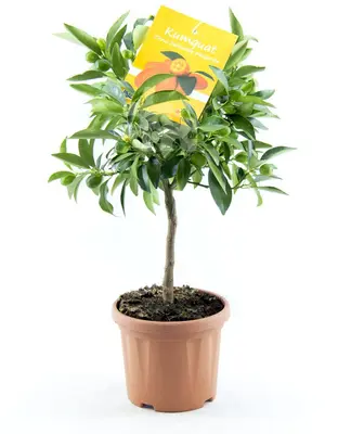 Kumquat p16 mini stam - afbeelding 1