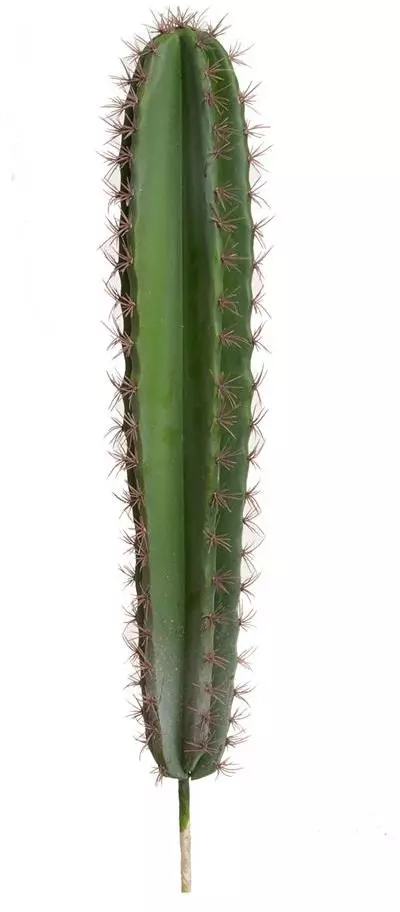 Inademen Extreme armoede persoonlijkheid Kunstplant cactus 54cm groen (excl. pot) kopen? - tuincentrum Osdorp :)