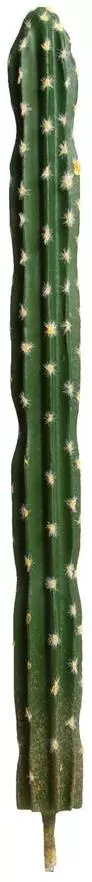 Kunstplant cactus 55cm groen (excl. pot) - afbeelding 2