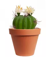 Kunstplant cactus met bloem 5cm groen (excl. pot) kopen?