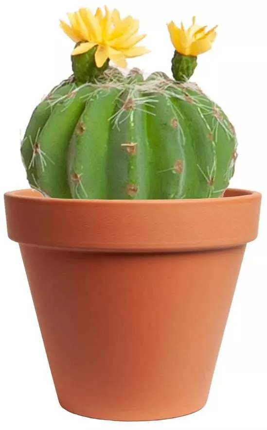 Kunstplant cactus met bloem 8cm groen pot) kopen? - Osdorp :)