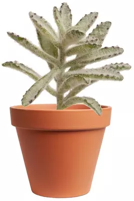 Kunstplant vetplant 10cm groen (excl. pot) - afbeelding 1
