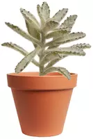Kunstplant vetplant 10cm groen (excl. pot) - afbeelding 1
