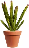 Kunstplant vetplant 15cm groen (excl. pot) kopen?
