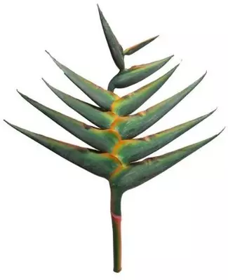 Kunsttak heliconia wagneriana 120cm groen - afbeelding 2