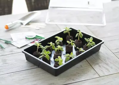 Kweekbak zwart 55x31cm - afbeelding 3