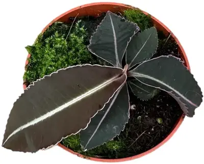 Labisia 'Pumila' (Schildpadrug) 15cm - afbeelding 2