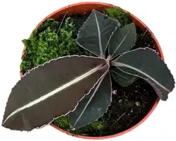Labisia 'Pumila' (Schildpadrug) 15cm - afbeelding 2