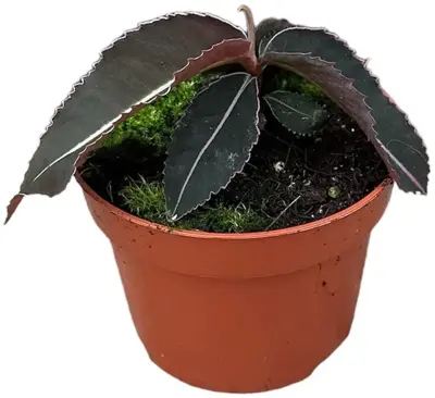 Labisia 'Pumila' (Schildpadrug) 15cm - afbeelding 1
