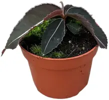 Labisia 'Pumila' (Schildpadrug) 15cm - afbeelding 1