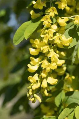 Laburnum anagyroides 'Sunspire' (Goudenregen 'Sunspire') - afbeelding 1
