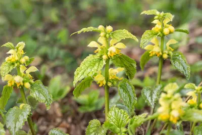 Lamiastrum Galeobdolon Florentinum (Gele dovenetel) - afbeelding 4