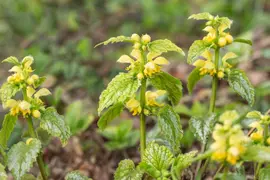 Lamiastrum Galeobdolon Florentinum (Gele dovenetel) - afbeelding 4