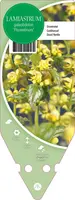 Lamiastrum Galeobdolon Florentinum (Gele dovenetel) - afbeelding 1